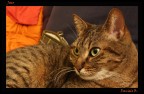 Il mio gatto assorto da chiss cosa...