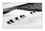 Gli alberi