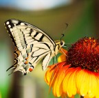 Farfalla