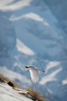 Una bella giornata di sole in alta montagna, un po di vento e di freddo ma sopportabile.

Non c' voluto molto per torvare le pernici nei soliti areali ma non erano molto collaborative e dopo un paio di involi sono scomparse nel nulla come solo loro sanno fare.

Ciao

Gerardo