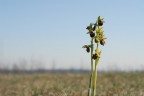 Il fiore di oggi