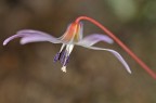 Fiore