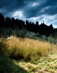 Terre di Siena 3