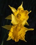 st