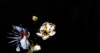 prunuselvatico