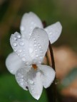 Violetta bianca