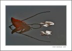 riflessi