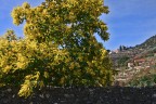 ...PRIMAVERA...