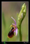 Ophrys lunulata (convenzione di Washington, appendice CITES-Europea, considerata vulnerabile; Direttiva CEE 92/43 prioritaria).

Canon 40d, tamron 90mm, f9, iso100, 1/60, treppiedi, pannello riflettente, luce dura!