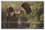 Aquila Rapax