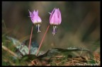 Canon 100 macro f 2.8
ISO 100
f 2.8
1/2500
Corr esp -0.7
treppiede