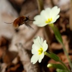 In volo