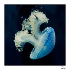 Medusa Chrysaora