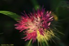 I colori primaverili