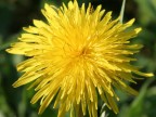 fiore giallo