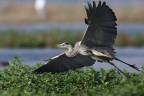 Volo Radente...