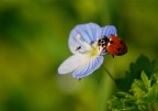 Piccole coccinelle crescono