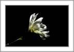 Fiordipesco
