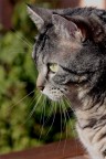 gatto