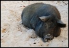 sonno pesante