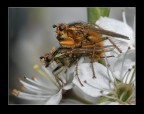 eos 30d - tamron 90 macro - f13 - iso 320 - 1/320 sec, flash con diffusore , treppiede e cavo remoto di scatto.