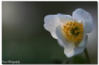 Canon 100 Macro
f 4.5
1/125
ISO 200
treppiede-cavo di scatto