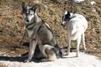 cani in catena