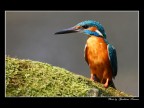 Martin Pescatore