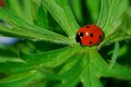 Sopra un letto verde