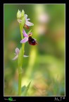 Sto ancora attendendo conferme per il nome, visto che la Ophrys bertolonii e Ophrys explanata sono davvero molto simili.
vi far sapere appena ne avr la certezza!
A differenza di ieri ho messo cura nella gestione della luce in modo particolare! 
Canon 40D,Tamron 90mm, 1/60 sec f6,3 iso100 treppiedi,pannello diffusore per schermare la luce, flash diffuso.

[url=http://img214.imageshack.us/img214/6632/ophrysbertolonii1200px.jpg][b]Immagine a 1200px[/b][/url]