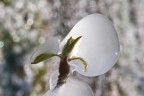 Foto scattata in un meleto dopo che gli irrigatori erano stati attivati per un'intera notta al fine di preservare da morte sicura i boccioli dei fiori.
