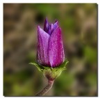 Anemone
