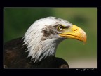 American Eagle