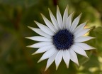 raggio di sole...