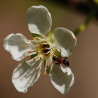 Macro