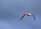 ...VOLO...