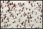 Nikon D300 + Nikkor 80-400mm a mano libera.
Fenicotteri in Volo sopra le saline di Cervia.