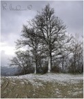 Neve di primavera