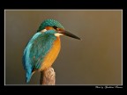 Mrtin Pescatore-02