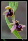(O. garganica X O. lunulata)