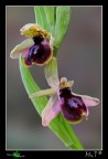 Un bel ibrido tra due belle orchidee mostrate gi qualche giorno fa! un pezzo raro possiamo dire!