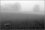 Nebbia di primavera