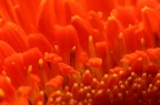 MACROFOTO
