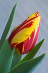 Tulipano &quot;uggioso&quot;