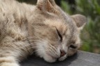 Gatto