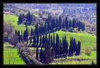 Cipressi Umbri