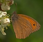 Maniola jurtina