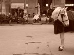 un povero cavallo dimezzato che cerca di fare il suo dovere in piazza signoria a firenze