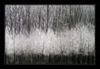 Infiorescenze invernali