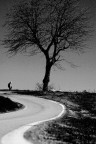Albero